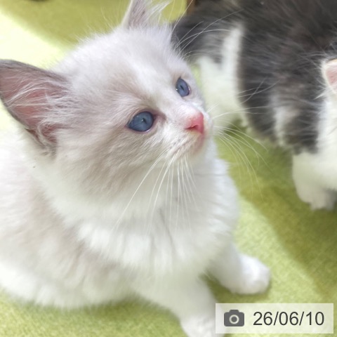 富山県のラグドール (ペットプラス 高岡店/2026年4月1日生まれ/女の子/ブルーポイントバイカラー)の子猫の4枚目の画像
