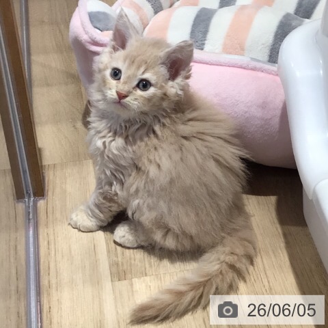 セルカークレックスの写真