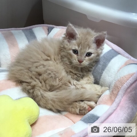 セルカークレックスの写真