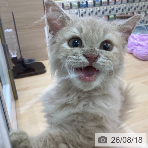 セルカークレックスの写真