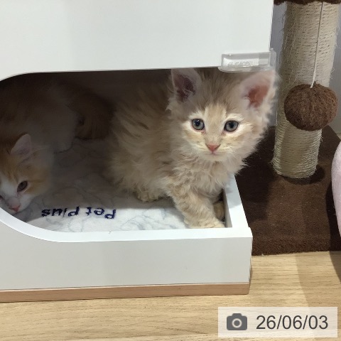 セルカークレックスの写真