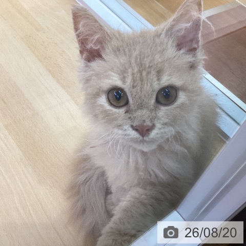 セルカークレックスの写真