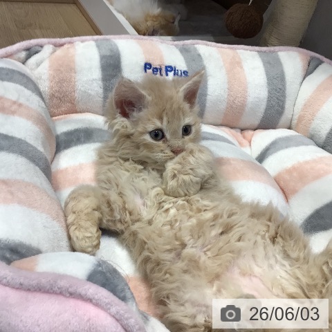 岐阜県のセルカークレックス (ペットプラス 各務原店/2026年4月1日生まれ/男の子/クリームタビー)の子猫の4枚目の画像