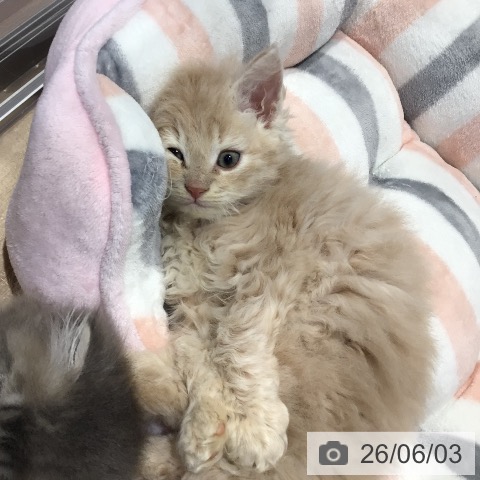 岐阜県のセルカークレックス (ペットプラス 各務原店/2026年4月1日生まれ/男の子/クリームタビー)の子猫の3枚目の画像