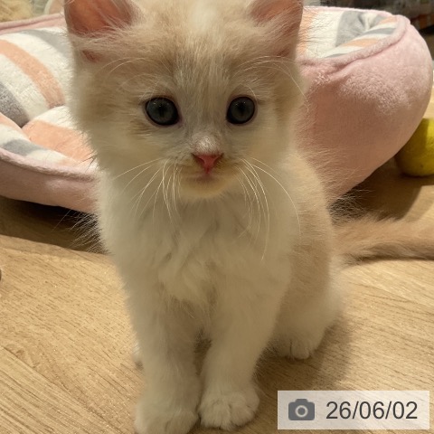 ラガマフィンの写真