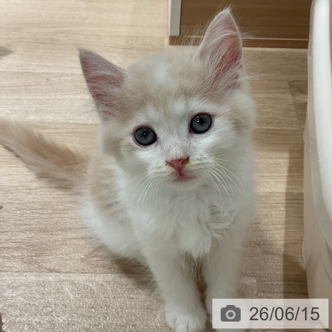 三重県のラガマフィン (ペットプラス 鈴鹿店/2026年4月2日生まれ/男の子/クリームタビーホワイト)の子猫の4枚目の画像