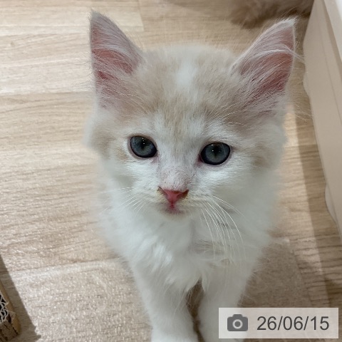三重県のラガマフィン (ペットプラス 鈴鹿店/2026年4月2日生まれ/男の子/クリームタビーホワイト)の子猫の3枚目の画像
