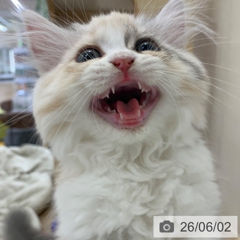 ラガマフィンの写真