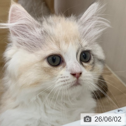 ラガマフィンの写真