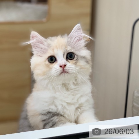 ラガマフィンの写真