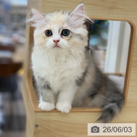 ラガマフィンの写真