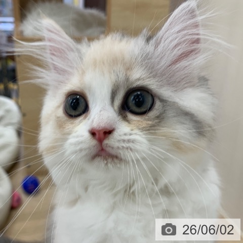 ラガマフィンの写真