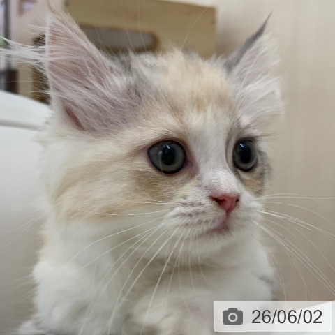 ラガマフィンの写真