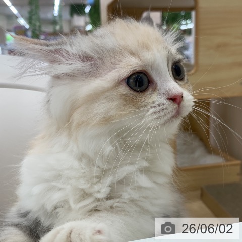 ラガマフィンの写真