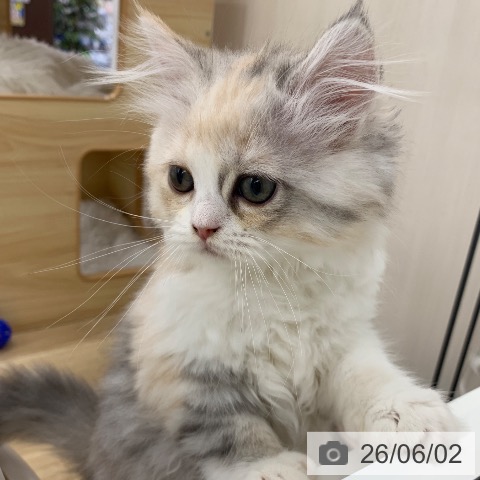 ラガマフィンの写真