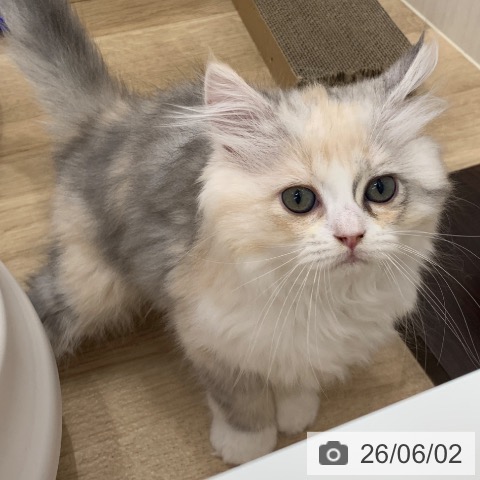 ラガマフィンの写真