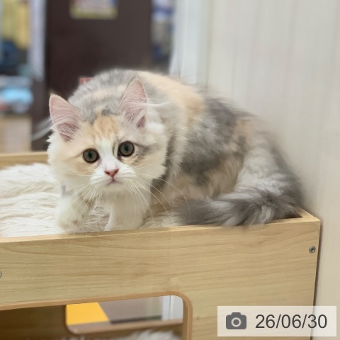 岐阜県のラガマフィン (ペットプラス 光ケ丘店/2026年3月30日生まれ/女の子/シルバーパッチドタビーホワイト)の子猫の4枚目の画像