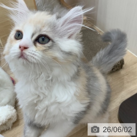 ラガマフィンの写真