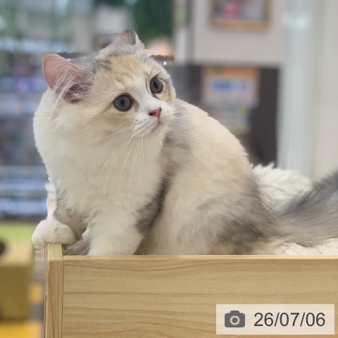 岐阜県のラガマフィン (ペットプラス 光ケ丘店/2026年3月30日生まれ/女の子/シルバーパッチドタビーホワイト)の子猫の3枚目の画像