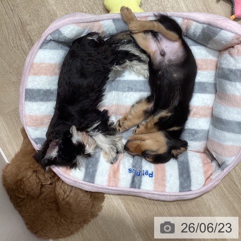 ミニチュア・シュナウザーの写真