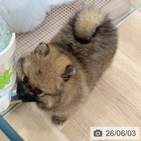 ポメラニアンの写真
