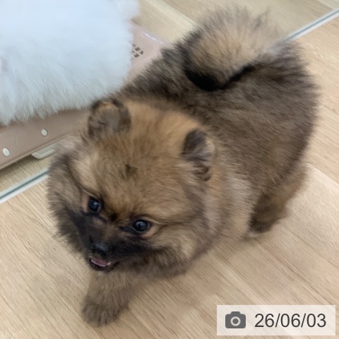 ポメラニアンの写真