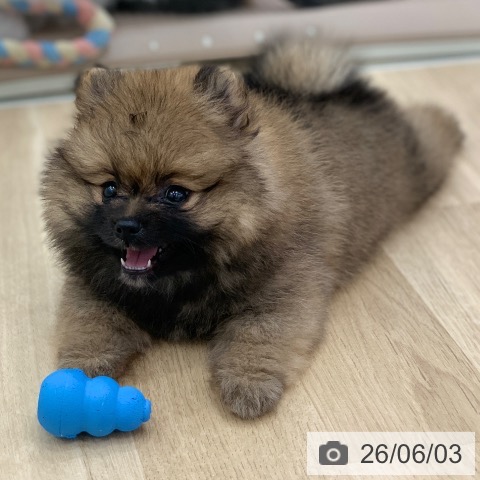 ポメラニアンの写真