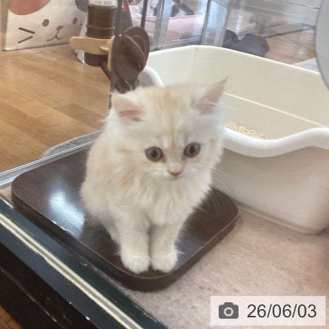 スコティッシュフォールドの写真