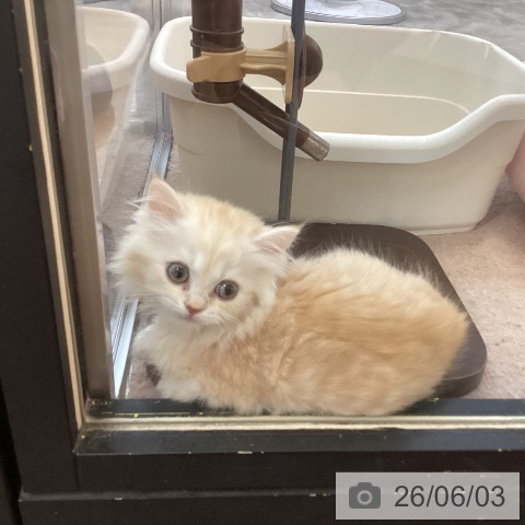 スコティッシュフォールドの写真