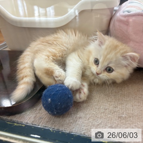 スコティッシュフォールドの写真