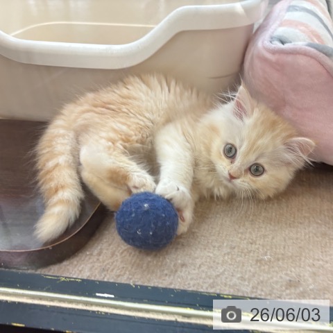 スコティッシュフォールドの写真