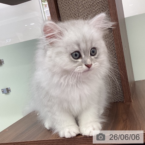 福岡県のペルシャ (ペットプラス 春日店/2026年4月1日生まれ/男の子/ブルーチンチラシルバー)の子猫の4枚目の画像