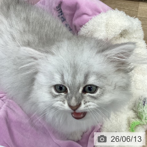 福岡県のペルシャ (ペットプラス 春日店/2026年4月1日生まれ/男の子/ブルーチンチラシルバー)の子猫の4枚目の画像
