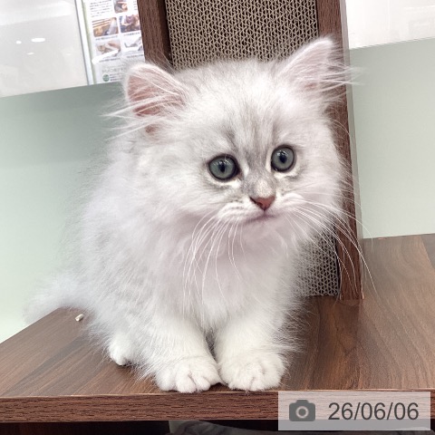 福岡県のペルシャ (ペットプラス 春日店/2026年4月1日生まれ/男の子/ブルーチンチラシルバー)の子猫の3枚目の画像