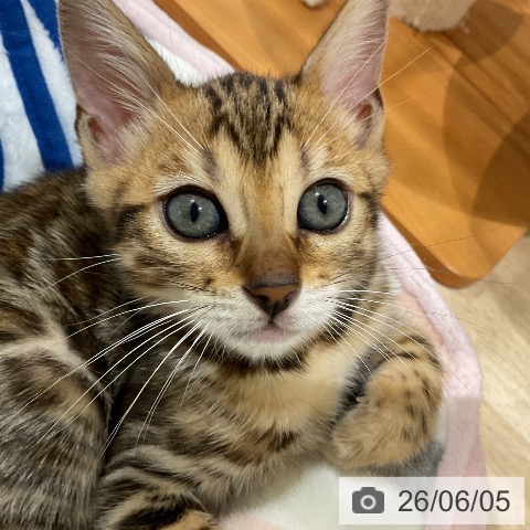 福岡県のベンガル (ペットプラス 八幡東店/2026年4月3日生まれ/女の子/ブラックスポットタビー)の子猫の4枚目の画像
