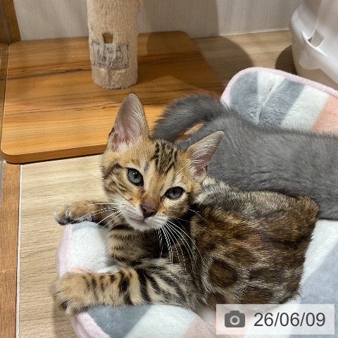 福岡県のベンガル (ペットプラス 八幡東店/2026年4月3日生まれ/女の子/ブラックスポットタビー)の子猫の3枚目の画像