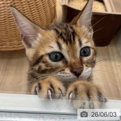 ベンガルの写真