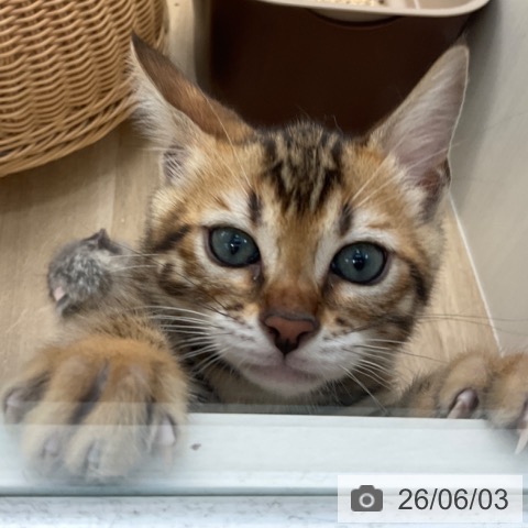 ベンガルの写真