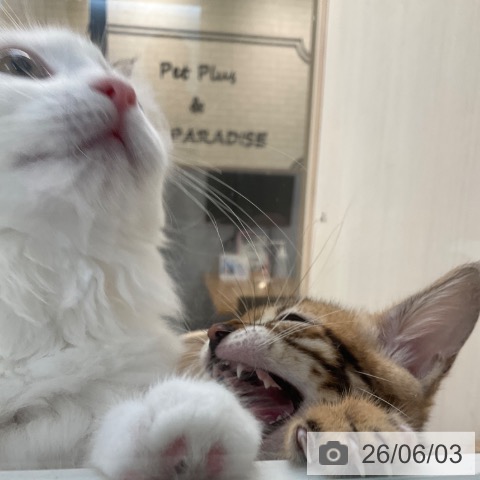 ベンガルの写真