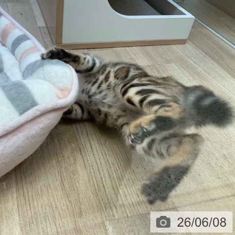 福岡県のベンガル (ペットプラス ららぽーと福岡店/2026年4月3日生まれ/女の子/ブラックスポットタビー)の子猫の4枚目の画像