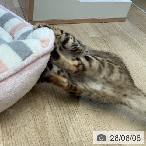 福岡県のベンガル (ペットプラス ららぽーと福岡店/2026年4月3日生まれ/女の子/ブラックスポットタビー)の子猫の3枚目の画像