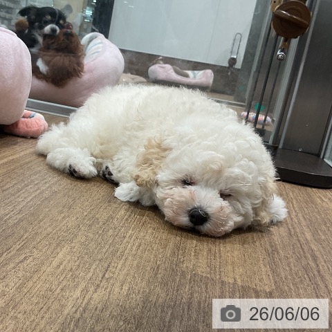 愛知県のトイプードル(トイ) (ペッツワン 東海店/2026年4月3日生まれ/男の子/クリーム)の子犬の4枚目の画像