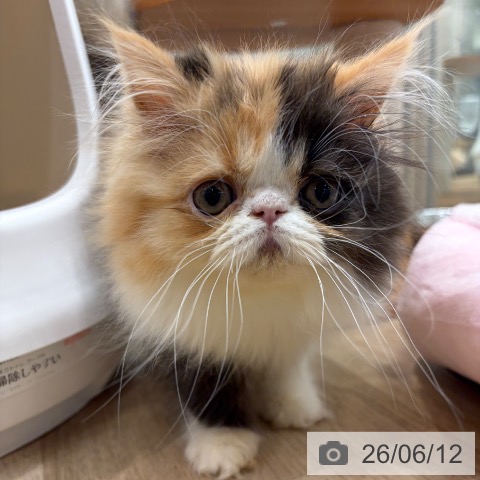 エキゾチックの写真