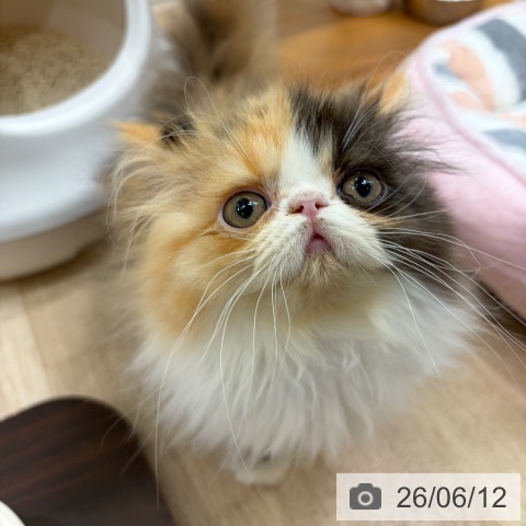 エキゾチックの写真