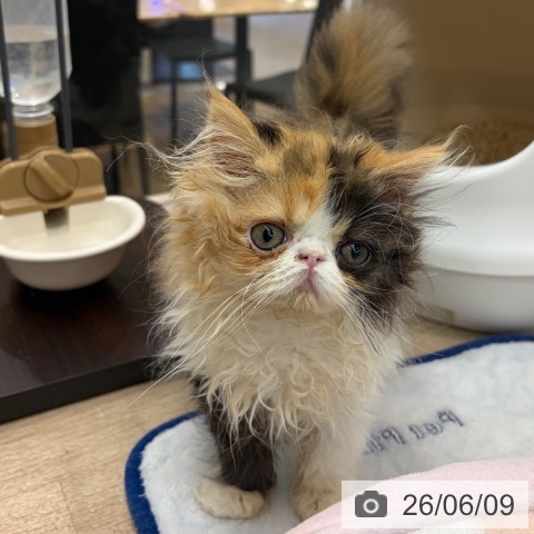 大阪府のエキゾチック (ペットプラス イオン大日店/2026年3月24日生まれ/女の子/キャリコ)の子猫の3枚目の画像