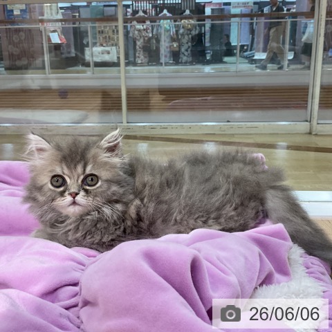 福岡県のペルシャ (ペットプラス 小倉南店/2026年4月2日生まれ/男の子/ブルースモーク)の子猫の4枚目の画像