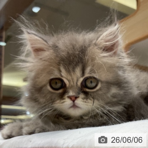 福岡県のペルシャ (ペットプラス 小倉南店/2026年4月2日生まれ/男の子/ブルースモーク)の子猫の3枚目の画像