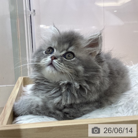 福岡県のペルシャ (ペットプラス 小倉南店/2026年4月2日生まれ/男の子/ブルースモーク)の子猫の3枚目の画像