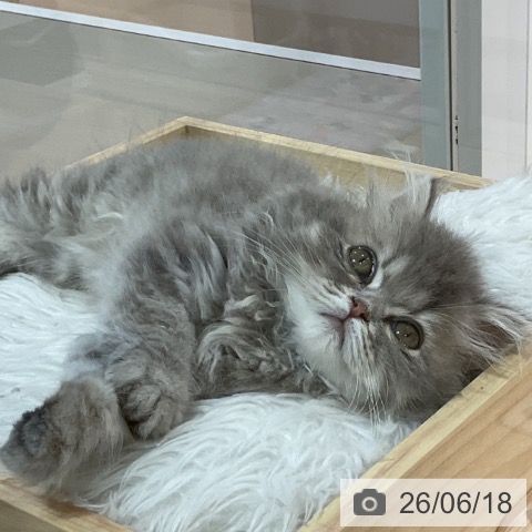 福岡県のペルシャ (ペットプラス 小倉南店/2026年4月2日生まれ/男の子/ブルースモーク)の子猫の4枚目の画像