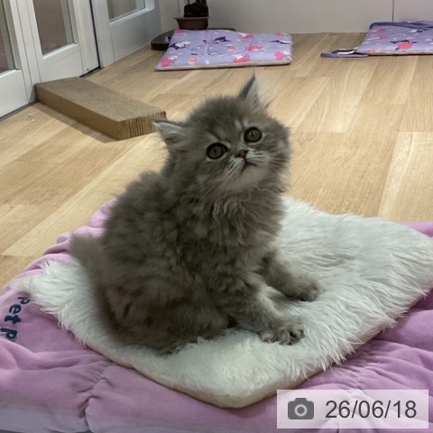 福岡県のペルシャ (ペットプラス 小倉南店/2026年4月2日生まれ/男の子/ブルースモーク)の子猫の3枚目の画像
